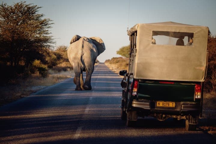 Half-day safari in Etosha National Park thumbnail